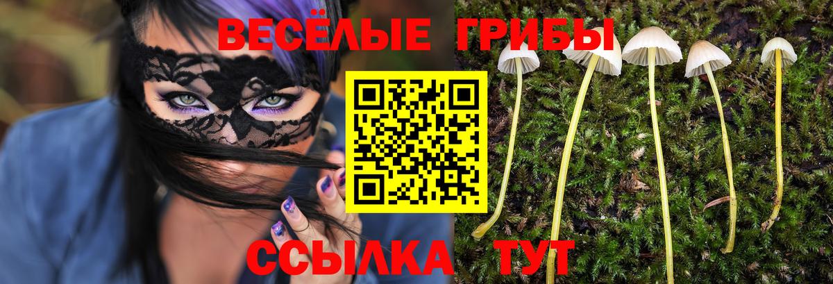 Камень-на-Оби  где продают наркотики  Вход с VPN  Псилоцибиновые грибы Psilocybe 